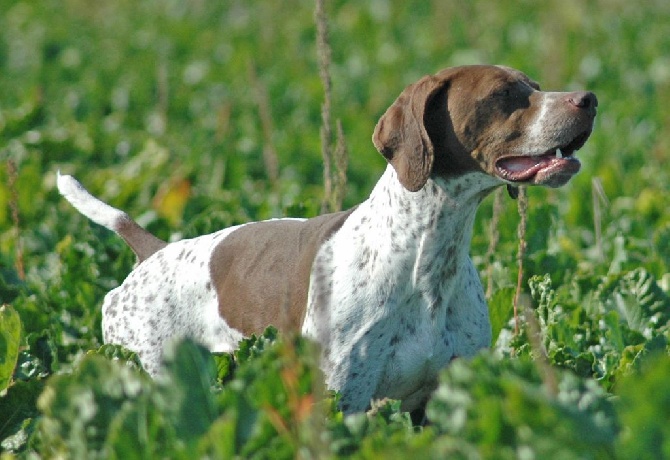 du clos de la Baudeliere - Chiots disponibles/chiens débourrés ou dressés
