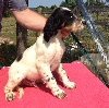  - Chiots setters dispos 