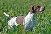  - Chiots disponibles/chiens débourrés ou dressés