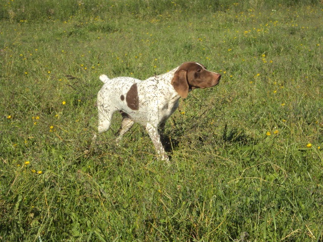 Flavie du Pied du Mont