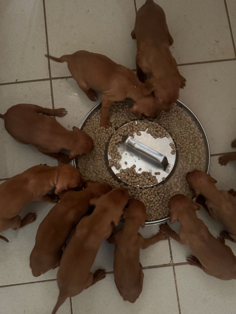 du clos de la Baudeliere - chiots disponibles nés le 16/05/2025