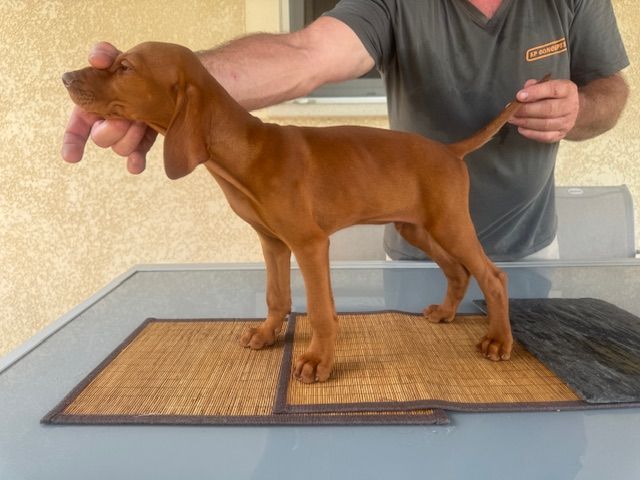 du clos de la Baudeliere - Chiots disponibles - Braque hongrois à poil court (Vizsla)