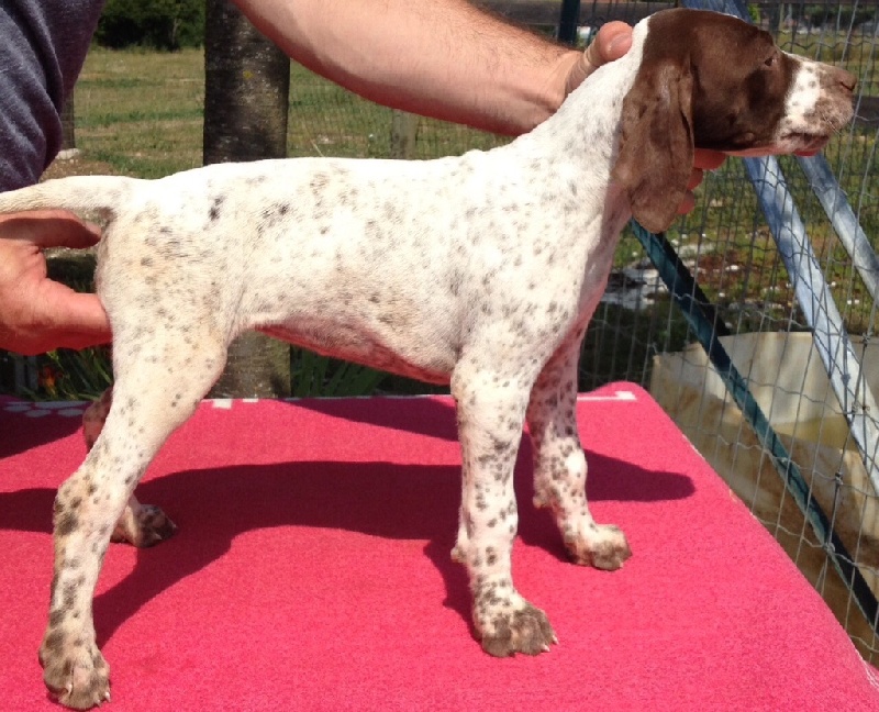 du clos de la Baudeliere - Chiots disponibles - Braque français, type Pyrenees (petite taille)