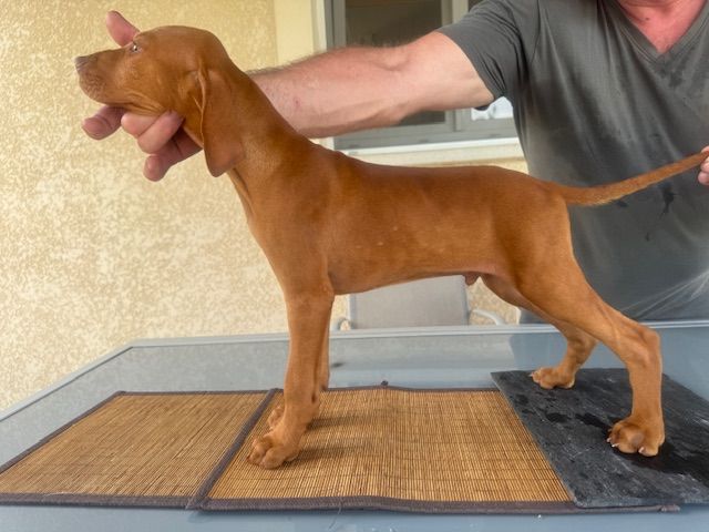 du clos de la Baudeliere - Chiots disponibles - Braque hongrois à poil court (Vizsla)