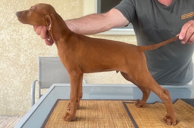 du clos de la Baudeliere - Braque hongrois à poil court (Vizsla) - Portée née le 16/05/2025